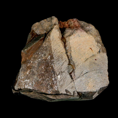 2.3" Reedops Cephalotes Trilobite Fossil Morocco Devonian Age 400 Mil Yrs Old COA - Fossil Age Minerals