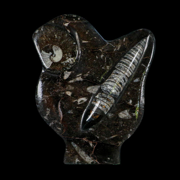 6.2