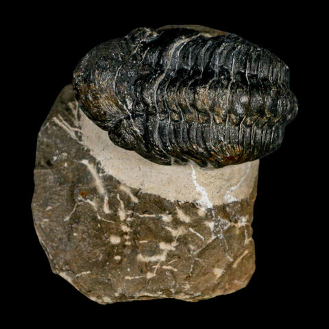 2.2" Reedops Cephalotes Trilobite Fossil Morocco Devonian Age 400 Mil Yrs Old COA - Fossil Age Minerals