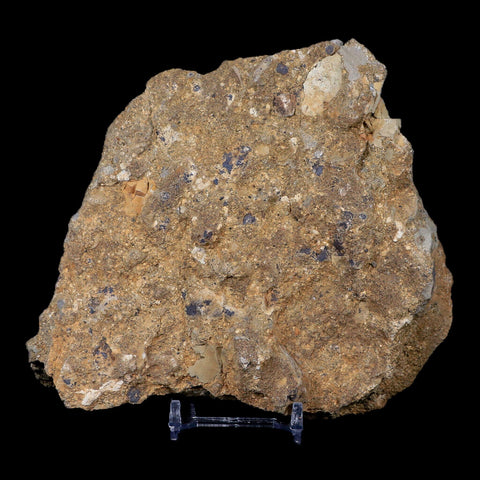 XL 1.2" Hypacrosaurus Dinosaur Fossil Tooth In Matrix Two Medicine FM MT COA - Fossil Age Minerals