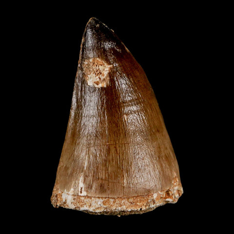 XXL 2.3" Mosasaur Prognathodon Fossil Tooth Cretaceous Dinosaur Era COA & Stand
