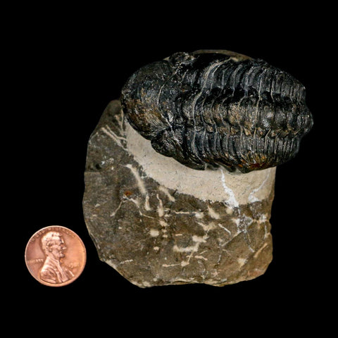 2.2" Reedops Cephalotes Trilobite Fossil Morocco Devonian Age 400 Mil Yrs Old COA - Fossil Age Minerals