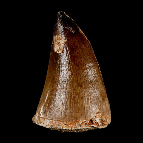 XXL 2.3" Mosasaur Prognathodon Fossil Tooth Cretaceous Dinosaur Era COA & Stand
