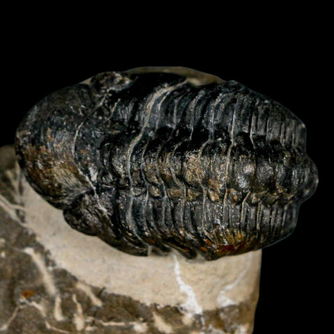 2.2" Reedops Cephalotes Trilobite Fossil Morocco Devonian Age 400 Mil Yrs Old COA - Fossil Age Minerals