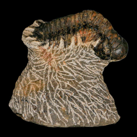 2.4" Crotalocephalus Gibbus Trilobite Fossil Morocco Devonian Age 400 Mil Yrs Old COA - Fossil Age Minerals