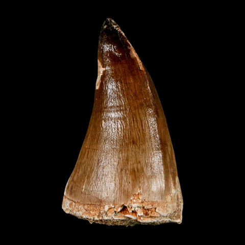XXL 2.3" Mosasaur Prognathodon Fossil Tooth Cretaceous Dinosaur Era COA & Stand