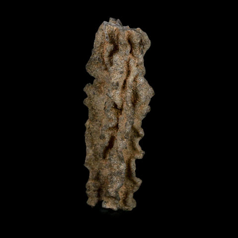 3.1" Fulgurite Petrified Lightning Strike Glass Sahara Desert Algeria - Fossil Age Minerals