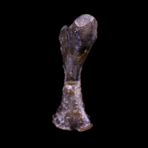 Captorhinus Aguti Fossil Femur Bone Permian Age Reptile 299 Mil Yrs Old Display COA - Fossil Age Minerals