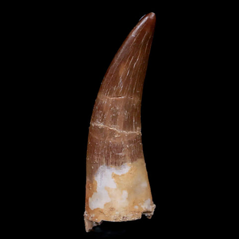 XL 2.2" Plesiosaur Zarafasaura Tooth Fossil Cretaceous Dinosaur Era COA, Stand - Fossil Age Minerals