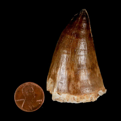 XXL 2.3" Mosasaur Prognathodon Fossil Tooth Cretaceous Dinosaur Era COA & Stand