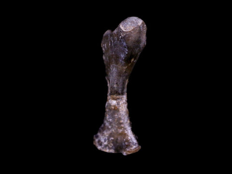 Captorhinus Aguti Fossil Femur Bone Permian Age Reptile 299 Mil Yrs Old Display COA - Fossil Age Minerals