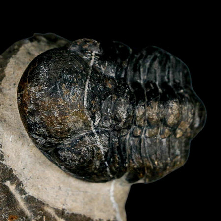 2.2" Reedops Cephalotes Trilobite Fossil Morocco Devonian Age 400 Mil Yrs Old COA