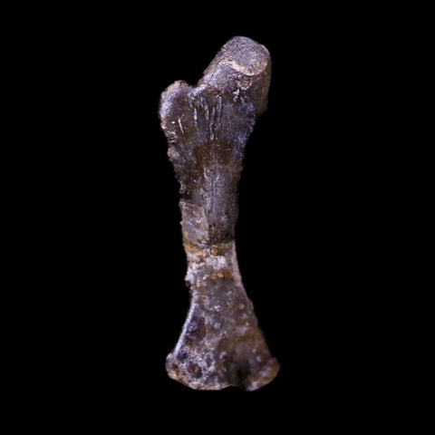 Captorhinus Aguti Fossil Femur Bone Permian Age Reptile 299 Mil Yrs Old Display COA - Fossil Age Minerals