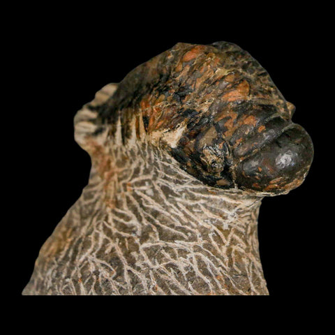 2.4" Crotalocephalus Gibbus Trilobite Fossil Morocco Devonian Age 400 Mil Yrs Old COA - Fossil Age Minerals