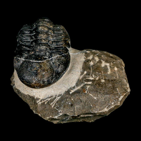 2.2" Reedops Cephalotes Trilobite Fossil Morocco Devonian Age 400 Mil Yrs Old COA