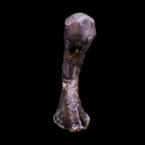 Captorhinus Aguti Fossil Femur Bone Permian Age Reptile 299 Mil Yrs Old Display COA - Fossil Age Minerals