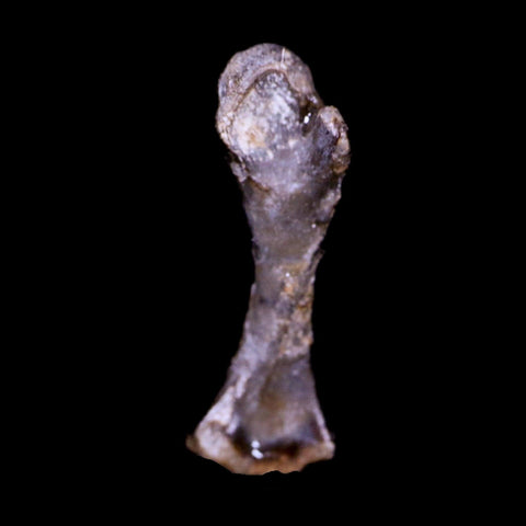 Captorhinus Aguti Fossil Femur Bone Permian Age Reptile 299 Mil Yrs Old Display COA - Fossil Age Minerals