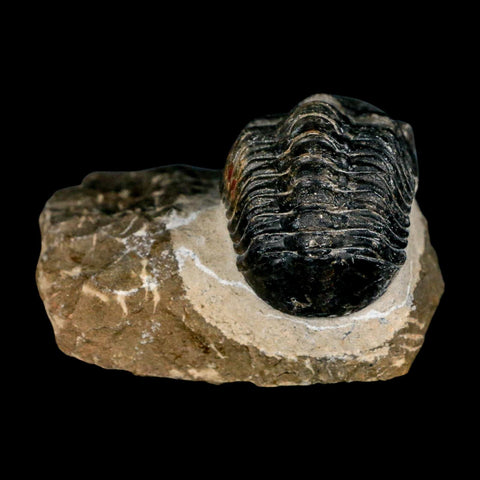 2.2" Reedops Cephalotes Trilobite Fossil Morocco Devonian Age 400 Mil Yrs Old COA - Fossil Age Minerals