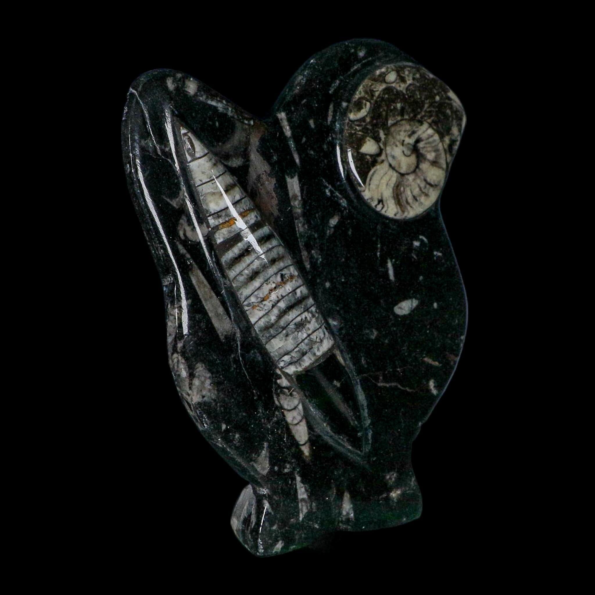 6.2" Orthoceras And Goniatite Ammonite Fossil Display Erfoud Morocco Devonian Age