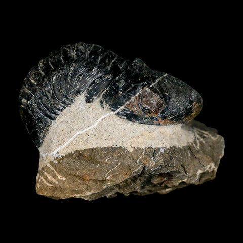 2.2" Reedops Cephalotes Trilobite Fossil Morocco Devonian Age 400 Mil Yrs Old COA - Fossil Age Minerals