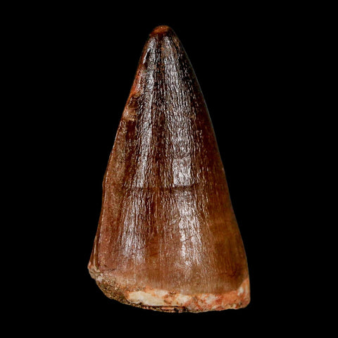 1.9" Mosasaur Prognathodon Fossil Tooth Cretaceous Dinosaur Era COA & Stand