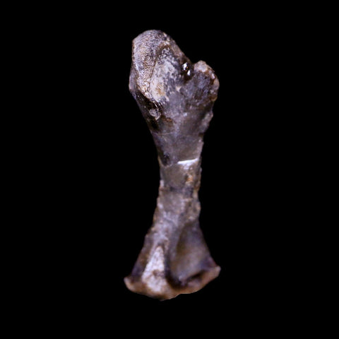 Captorhinus Aguti Fossil Femur Bone Permian Age Reptile 299 Mil Yrs Old Display COA - Fossil Age Minerals