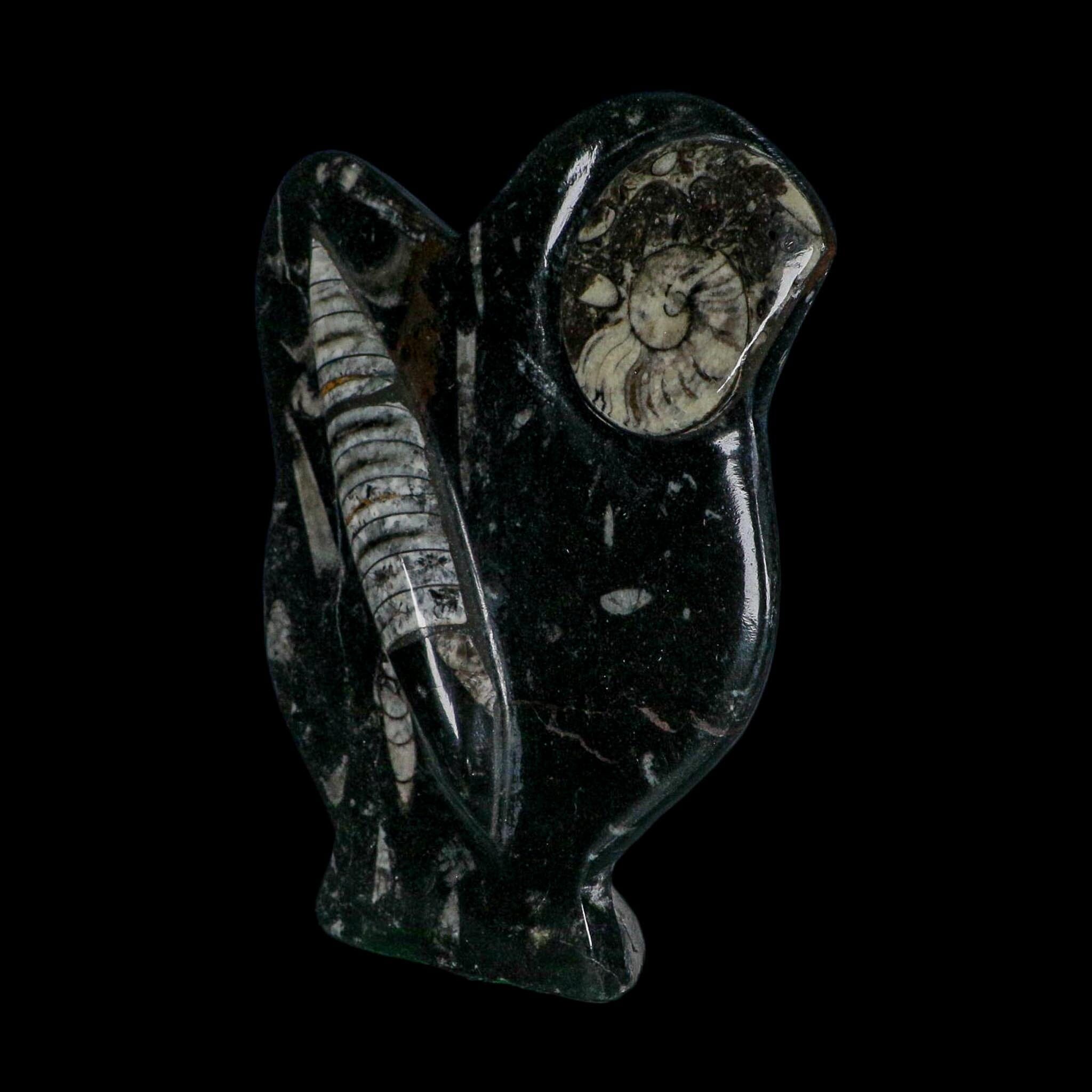 6.2" Orthoceras And Goniatite Ammonite Fossil Display Erfoud Morocco Devonian Age