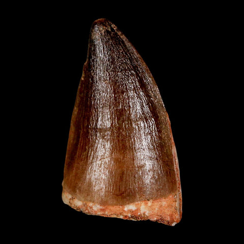 1.9" Mosasaur Prognathodon Fossil Tooth Cretaceous Dinosaur Era COA & Stand