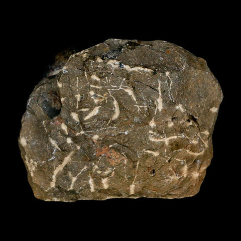 2.2" Reedops Cephalotes Trilobite Fossil Morocco Devonian Age 400 Mil Yrs Old COA - Fossil Age Minerals