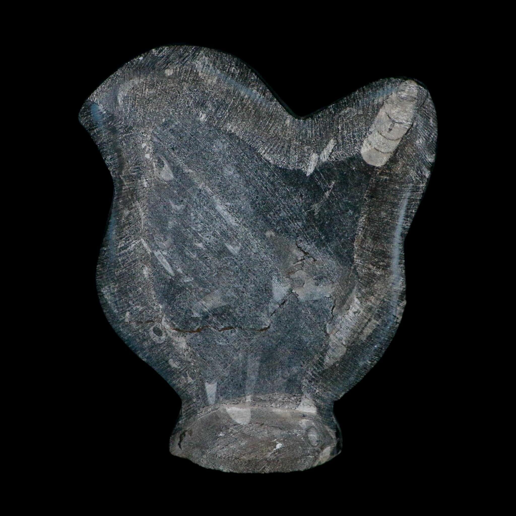6.2" Orthoceras And Goniatite Ammonite Fossil Display Erfoud Morocco Devonian Age