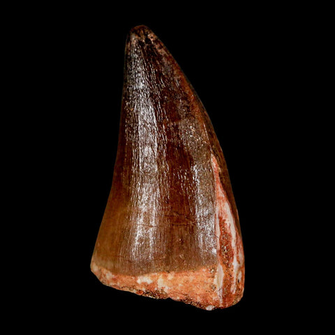1.9" Mosasaur Prognathodon Fossil Tooth Cretaceous Dinosaur Era COA & Stand