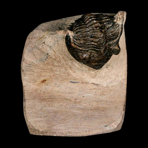 1.9" Metacanthina Issoumourensis Trilobite Fossil Devonian Age 400 Mil Yrs Old COA - Fossil Age Minerals