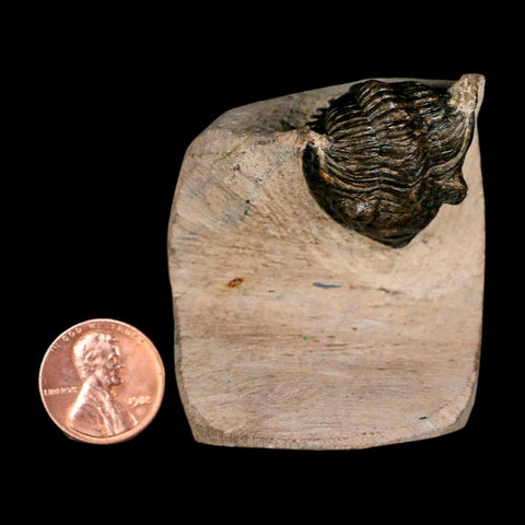 1.9" Metacanthina Issoumourensis Trilobite Fossil Devonian Age 400 Mil Yrs Old COA - Fossil Age Minerals