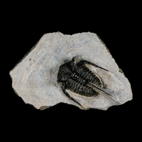 1.4" Cyphaspis Otarion Spiny Trilobite Fossil Devonian Age 400 Mil Yrs Old COA - Fossil Age Minerals