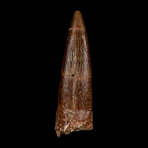 1.7" Plesiosaur Zarafasaura Tooth Fossil Cretaceous Dinosaur Era COA, Stand
