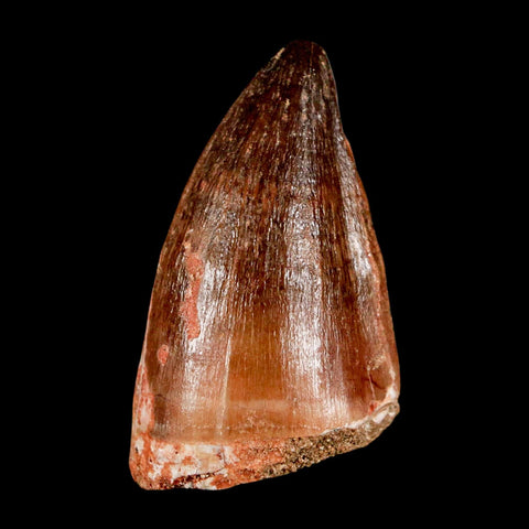 1.9" Mosasaur Prognathodon Fossil Tooth Cretaceous Dinosaur Era COA & Stand