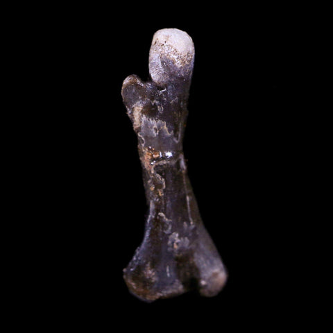 Captorhinus Aguti Fossil Femur Bone Permian Age Reptile 299 Mil Yrs Old Display COA - Fossil Age Minerals