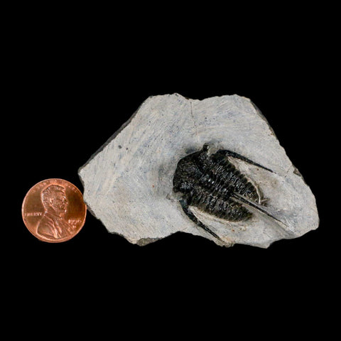1.4" Cyphaspis Otarion Spiny Trilobite Fossil Devonian Age 400 Mil Yrs Old COA - Fossil Age Minerals