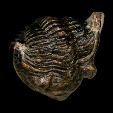 1.9" Metacanthina Issoumourensis Trilobite Fossil Devonian Age 400 Mil Yrs Old COA