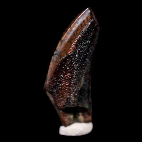 XL 1" Gryposaurus Fossil Tooth Duck-Billed  Dinosaur Judith River MT COA, Display - Fossil Age Minerals