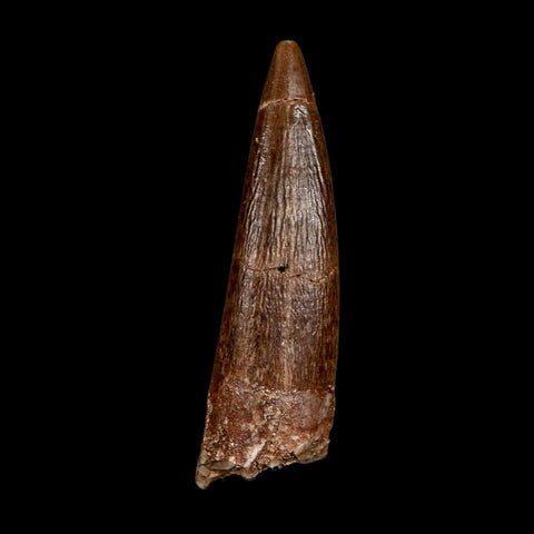 1.7" Plesiosaur Zarafasaura Tooth Fossil Cretaceous Dinosaur Era COA, Stand
