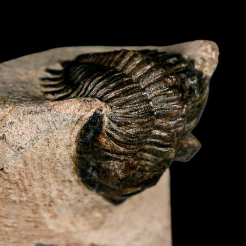 1.9" Metacanthina Issoumourensis Trilobite Fossil Devonian Age 400 Mil Yrs Old COA - Fossil Age Minerals