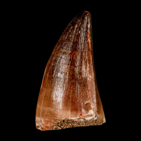 1.9" Mosasaur Prognathodon Fossil Tooth Cretaceous Dinosaur Era COA & Stand
