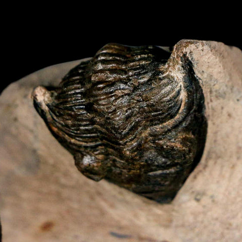 1.9" Metacanthina Issoumourensis Trilobite Fossil Devonian Age 400 Mil Yrs Old COA - Fossil Age Minerals