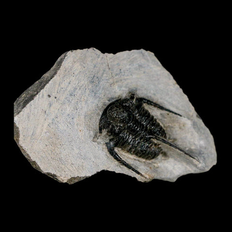 1.4" Cyphaspis Otarion Spiny Trilobite Fossil Devonian Age 400 Mil Yrs Old COA - Fossil Age Minerals