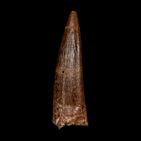 1.7" Plesiosaur Zarafasaura Tooth Fossil Cretaceous Dinosaur Era COA, Stand