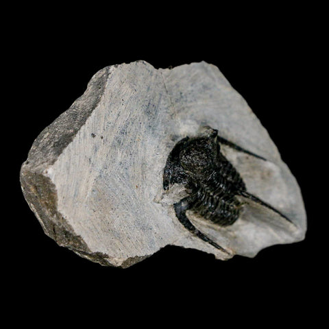 1.4" Cyphaspis Otarion Spiny Trilobite Fossil Devonian Age 400 Mil Yrs Old COA - Fossil Age Minerals