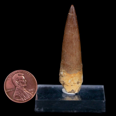 XL 2" Plesiosaur Zarafasaura Tooth Fossil Cretaceous Dinosaur Era COA, Stand - Fossil Age Minerals