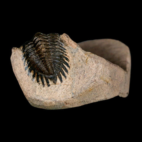 1.9" Metacanthina Issoumourensis Trilobite Fossil Devonian Age 400 Mil Yrs Old COA - Fossil Age Minerals