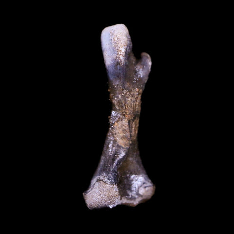 Captorhinus Aguti Fossil Femur Bone Permian Age Reptile 299 Mil Yrs Old Display COA - Fossil Age Minerals